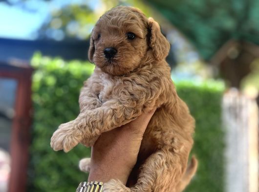 Apricot Poodle Erkek Bebek görsel