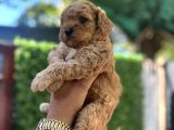 Apricot poodle erkek bebek