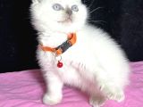 Panda Surat Çeşi̇t Çeşi̇t Bebeler