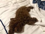 3 Aylık Toy Poodle Aşılı Tuvalet Eğitimli