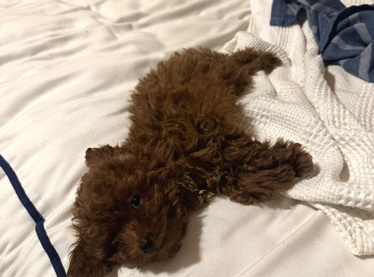 3 Aylık Toy Poodle Aşılı Tuvalet Eğitimli görsel