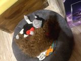 3 Aylık Toy Poodle Aşılı Tuvalet Eğitimli