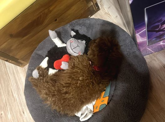 3 Aylık Toy Poodle Aşılı Tuvalet Eğitimli görsel