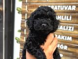 Black poodle erkek bebekler