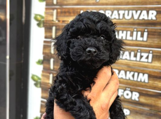 Black Poodle Erkek Bebekler