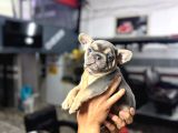 French Bulldog Yavrularımız