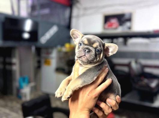French Bulldog Yavrularımız görsel