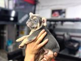 French Bulldog Yavrularımız