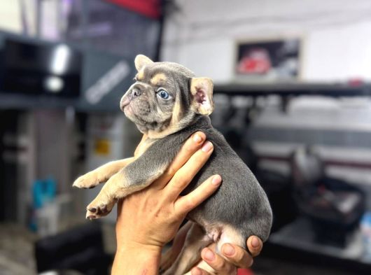 French Bulldog Yavrularımız görsel