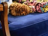 3 Aylık Toy Poodle Aşılı Tuvalet Eğitimli