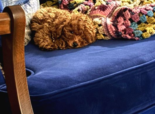 3 Aylık Toy Poodle Aşılı Tuvalet Eğitimli görsel