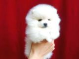 Pomerinian Boo Yavrulari Mama Ve Malzeme Kampanyali