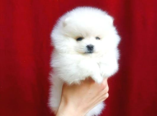 Pomerinian Boo Yavrulari Mama Ve Malzeme Kampanyali görsel