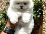 Pomerinian Boo Yavrulari Mama Ve Malzeme Kampanyali