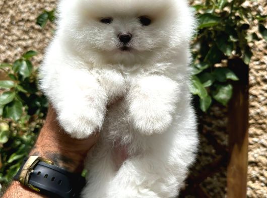 Pomerinian Boo Yavrulari Mama Ve Malzeme Kampanyali görsel