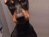 Safkan A Kalite Doberman