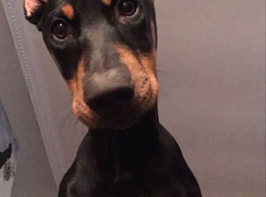 Safkan A Kalite Doberman görsel