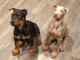 Safkan a kalite doberman