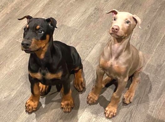 Safkan A Kalite Doberman