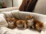 Golden British Longhair