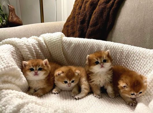 Golden British Longhair görsel