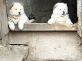 Chow-Chow Yavrularimiz Hazir