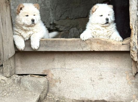 Chow-Chow Yavrularimiz Hazir görsel