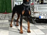 Doberman Yavrular Mevcut
