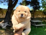 Chow-Chow Yavrularimiz Hazir