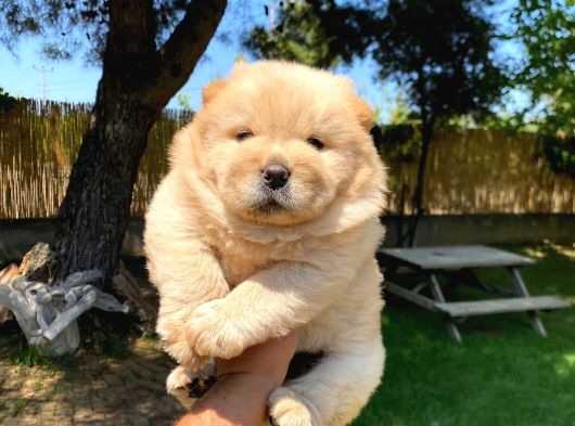 Chow-Chow Yavrularimiz Hazir görsel