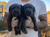 İTALYAN MASTİF CANE CORSO YAVRULAR