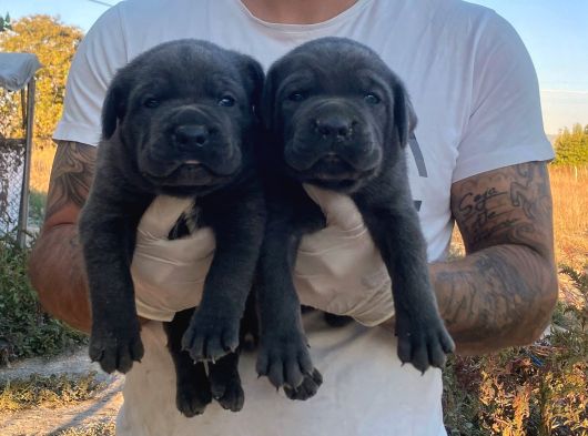 İtalyan Masti̇f Cane Corso Yavrular