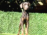 Nadir Bulunan Blue Doberman Yavrumuz