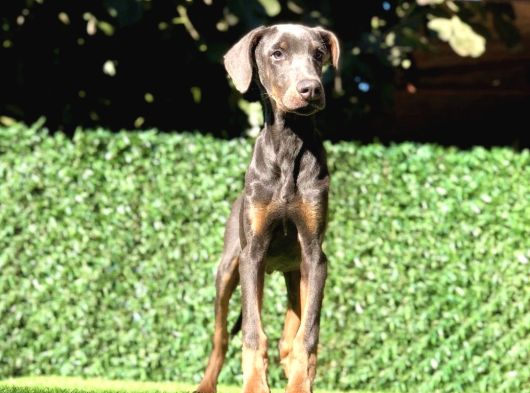 Nadir Bulunan Blue Doberman Yavrumuz görsel