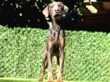 Nadir Bulunan Blue Doberman Yavrumuz