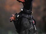 Safkan A Kalite Doberman