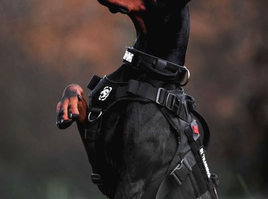 Safkan A Kalite Doberman görsel