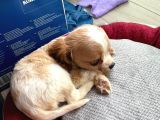 2 aylık dişi king charles cavalier dişi yavrumuz