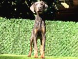 Nadir Bulunan Blue Doberman Yavrumuz