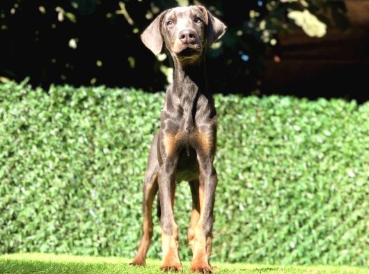 Nadir Bulunan Blue Doberman Yavrumuz görsel