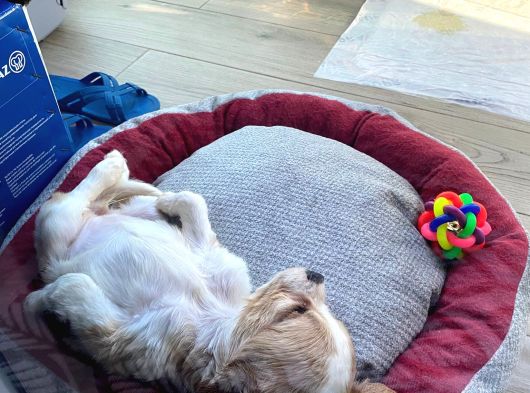 2 Aylık Dişi King Charles Cavalier Dişi Yavrumuz görsel