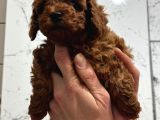 Toy Poodle Kore Irk Garantili