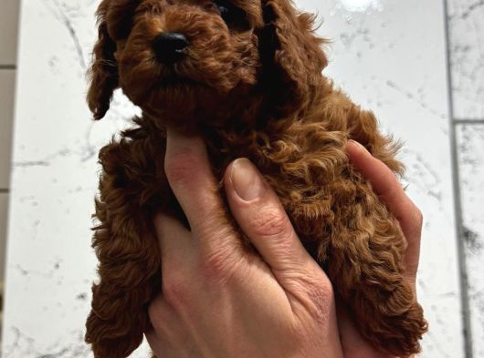 Toy Poodle Kore Irk Garantili görsel