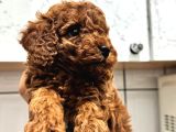 Toy Poodle Kore Irk Garantili