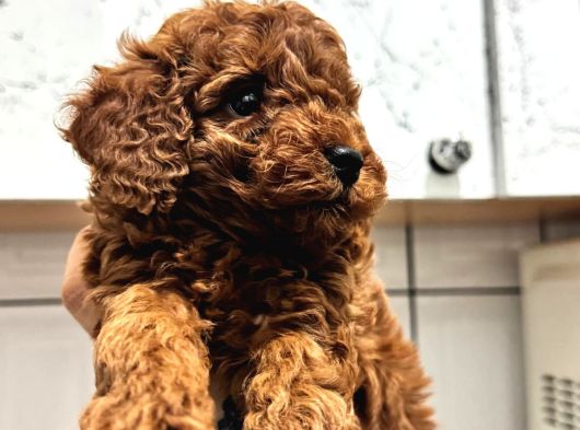 Toy Poodle Kore Irk Garantili görsel