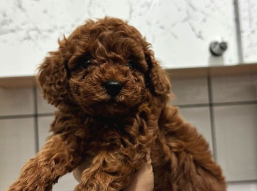 Toy Poodle Kore Irk Garantili