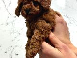 Toy Poodle Kore Irk Garantili