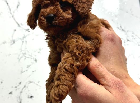 Toy Poodle Kore Irk Garantili görsel