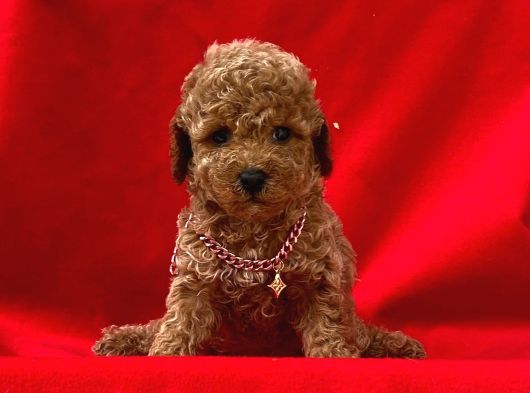 Safkan Ve Irk Garantili Toy Poodle Yavrularımız
