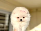 Oyuncak Gi̇bi̇ Mi̇ni̇ Boy Sifir Burun Di̇şi̇